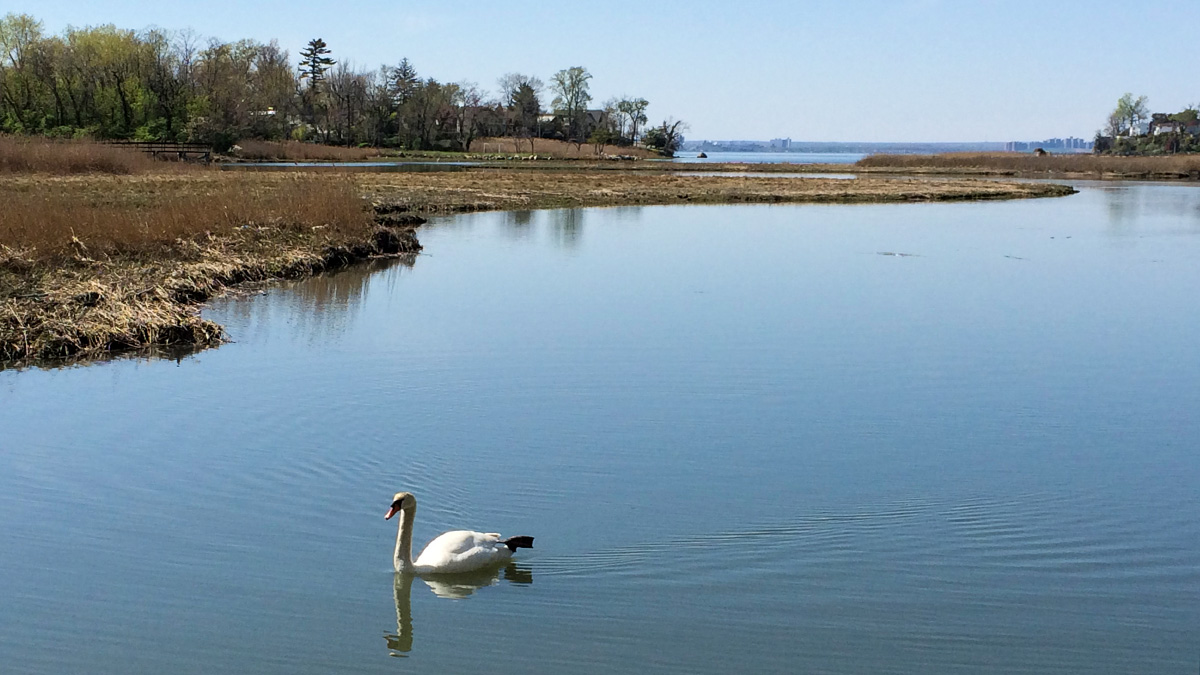 Udall's Park Preserve, Little Neck, NY