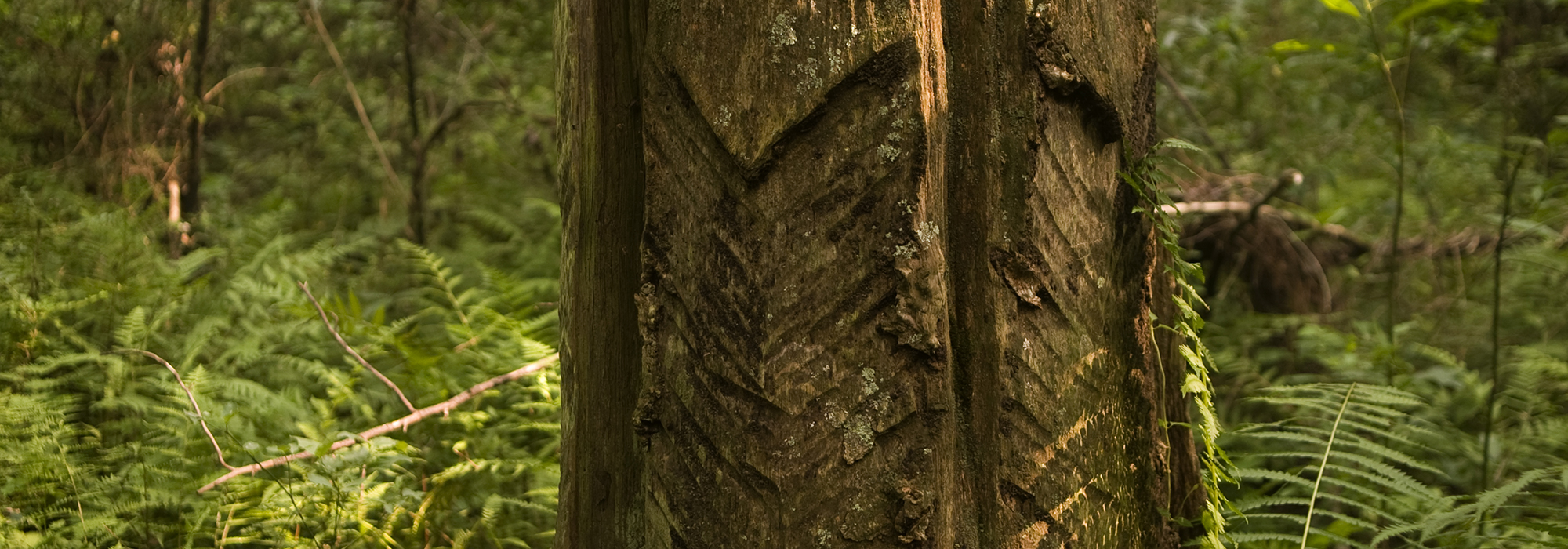 everyTree_megamenu-hero02.jpg everyTree_megamenu-hero02.jpg